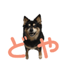 犬のぬい3（個別スタンプ：30）