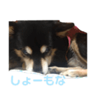 犬のぬい3（個別スタンプ：31）