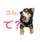 犬のぬい3（個別スタンプ：32）