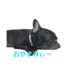 会長スタンプ・frenchbulldog（個別スタンプ：2）