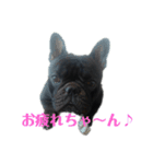 会長スタンプ・frenchbulldog（個別スタンプ：5）