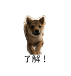 柴犬ネル vol.2（個別スタンプ：8）