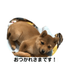 柴犬ネル vol.2（個別スタンプ：10）