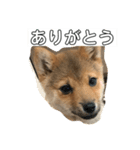 柴犬ネル vol.2（個別スタンプ：11）