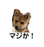 柴犬ネル vol.2（個別スタンプ：14）