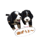 バニ好きどんだけ～！（個別スタンプ：1）