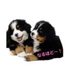バニ好きどんだけ～！（個別スタンプ：3）