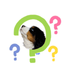 バニ好きどんだけ～！（個別スタンプ：13）