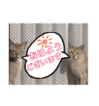 だいちゃんときなちゃん（個別スタンプ：1）