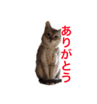 だいちゃんときなちゃん（個別スタンプ：9）