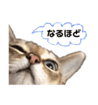 だいちゃんときなちゃん（個別スタンプ：25）