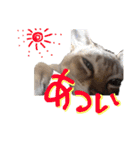 だいちゃんときなちゃん（個別スタンプ：38）
