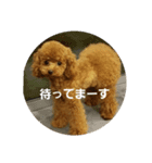 小麦のこむたん（個別スタンプ：5）