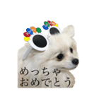 ハクたぬ（個別スタンプ：19）