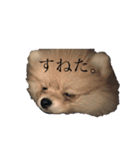 ハクたぬ（個別スタンプ：33）