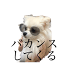 ハクたぬ（個別スタンプ：36）