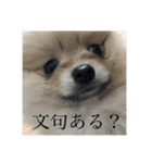ハクたぬ（個別スタンプ：40）