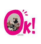 イタグレジャックの挨拶（個別スタンプ：6）