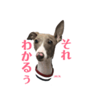 イタグレジャックの挨拶（個別スタンプ：8）