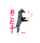 イタグレジャックの挨拶（個別スタンプ：14）
