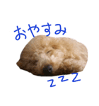 まいにちロンロコ。（個別スタンプ：8）