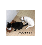 モモ＆剛（個別スタンプ：4）