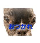 はなちゃんと愉快な仲間たち1（個別スタンプ：3）