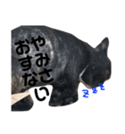 はなちゃんと愉快な仲間たち1（個別スタンプ：11）
