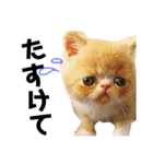 はなちゃんと愉快な仲間たち1（個別スタンプ：19）