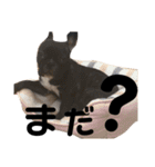 はなちゃんと愉快な仲間たち1（個別スタンプ：23）