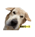 ゴールデン×柴（個別スタンプ：1）