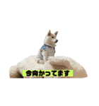 ゴールデン×柴（個別スタンプ：2）