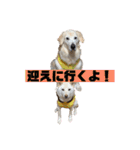 ゴールデン×柴（個別スタンプ：3）
