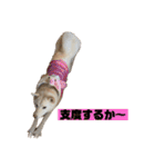 ゴールデン×柴（個別スタンプ：4）