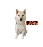 ゴールデン×柴（個別スタンプ：7）