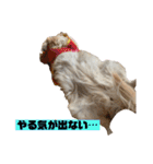 ゴールデン×柴（個別スタンプ：9）