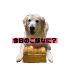 ゴールデン×柴（個別スタンプ：10）