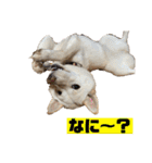ゴールデン×柴（個別スタンプ：12）