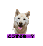 ゴールデン×柴（個別スタンプ：14）