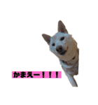 ゴールデン×柴（個別スタンプ：17）