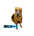 ゴールデン×柴（個別スタンプ：18）