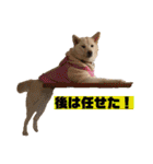 ゴールデン×柴（個別スタンプ：20）