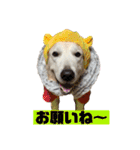 ゴールデン×柴（個別スタンプ：21）