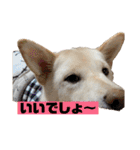 ゴールデン×柴（個別スタンプ：22）