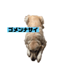 ゴールデン×柴（個別スタンプ：23）