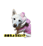 ゴールデン×柴（個別スタンプ：24）