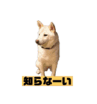 ゴールデン×柴（個別スタンプ：25）