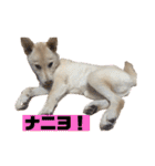 ゴールデン×柴（個別スタンプ：26）
