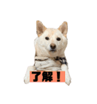 ゴールデン×柴（個別スタンプ：29）