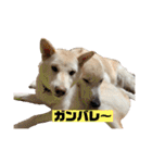 ゴールデン×柴（個別スタンプ：33）